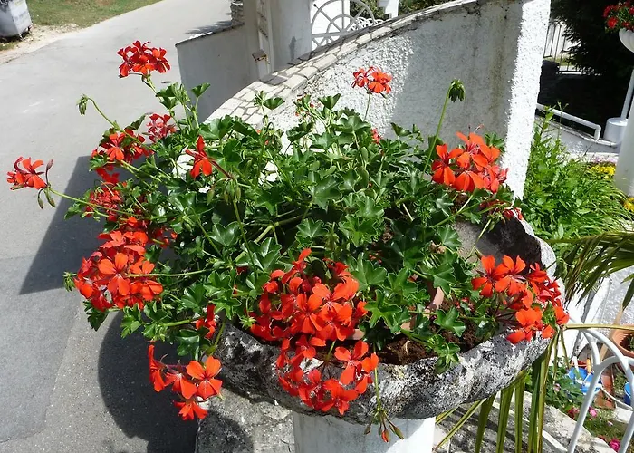 Noris Apartman Póla