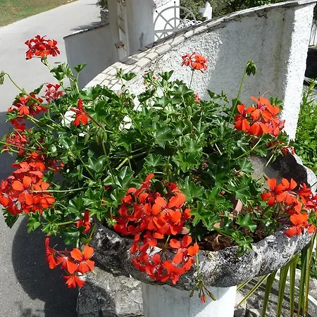 Noris 아파트 풀라